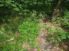 Aegopodium tribracteolatum