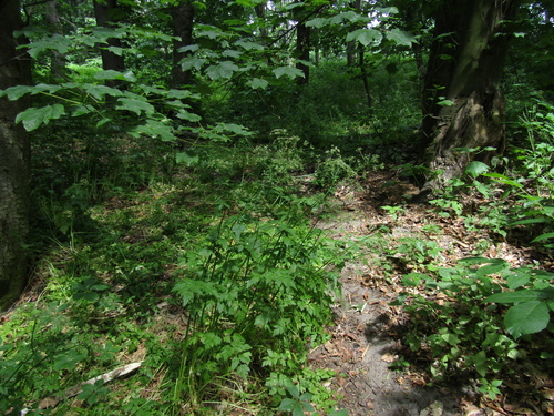 Aegopodium tribracteolatum, photograph 2