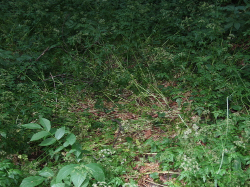 Aegopodium tribracteolatum, photograph 3
