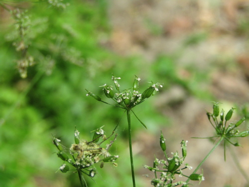 Aegopodium tribracteolatum, photograph 4
