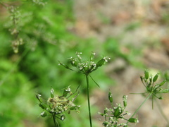 Aegopodium tribracteolatum, photograph (c) Oleksandr Shynder, some rights reserved (CC BY)
