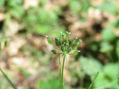 Aegopodium tribracteolatum, photograph (c) Oleksandr Shynder, some rights reserved (CC BY)
