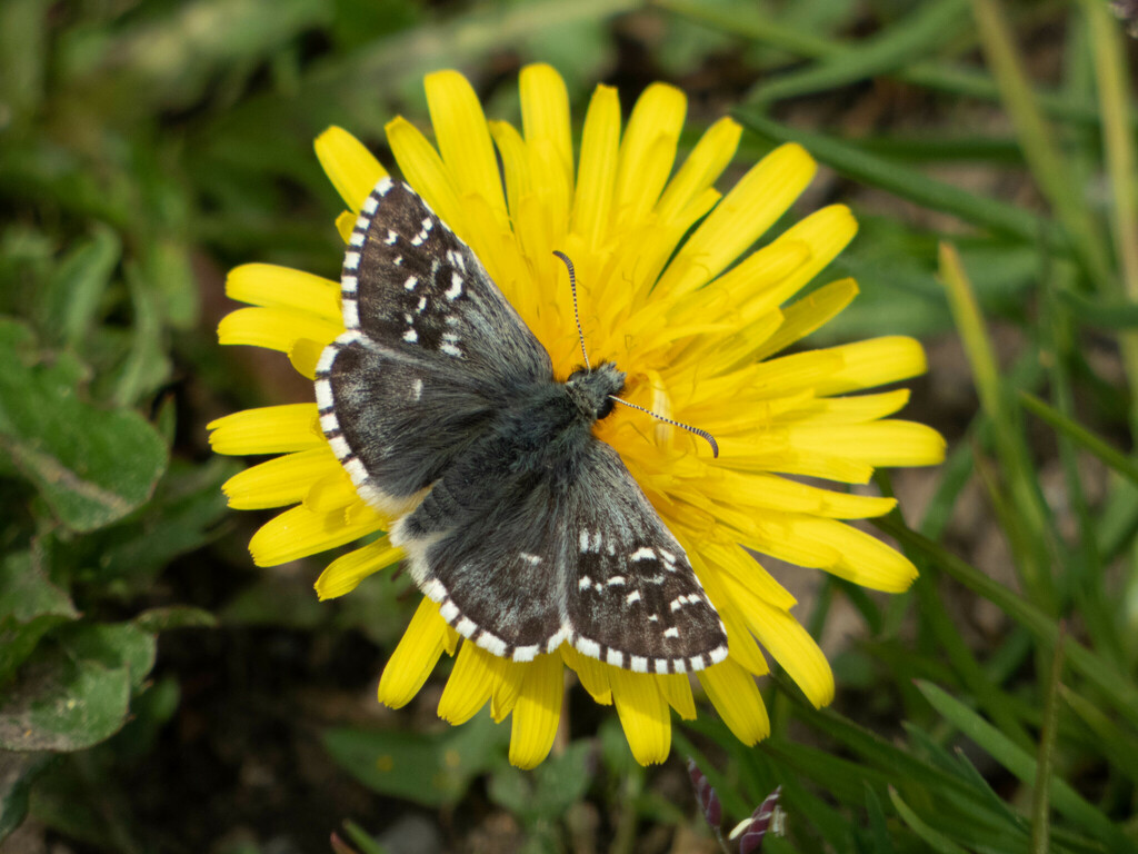 Alpine Grizzled Skipper