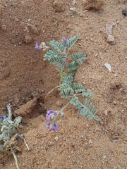 Astragalus desperatus