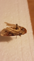 Etanna breviuscula
