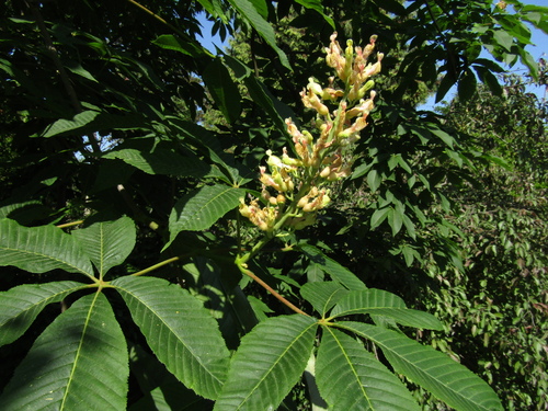 Aesculus X neglecta