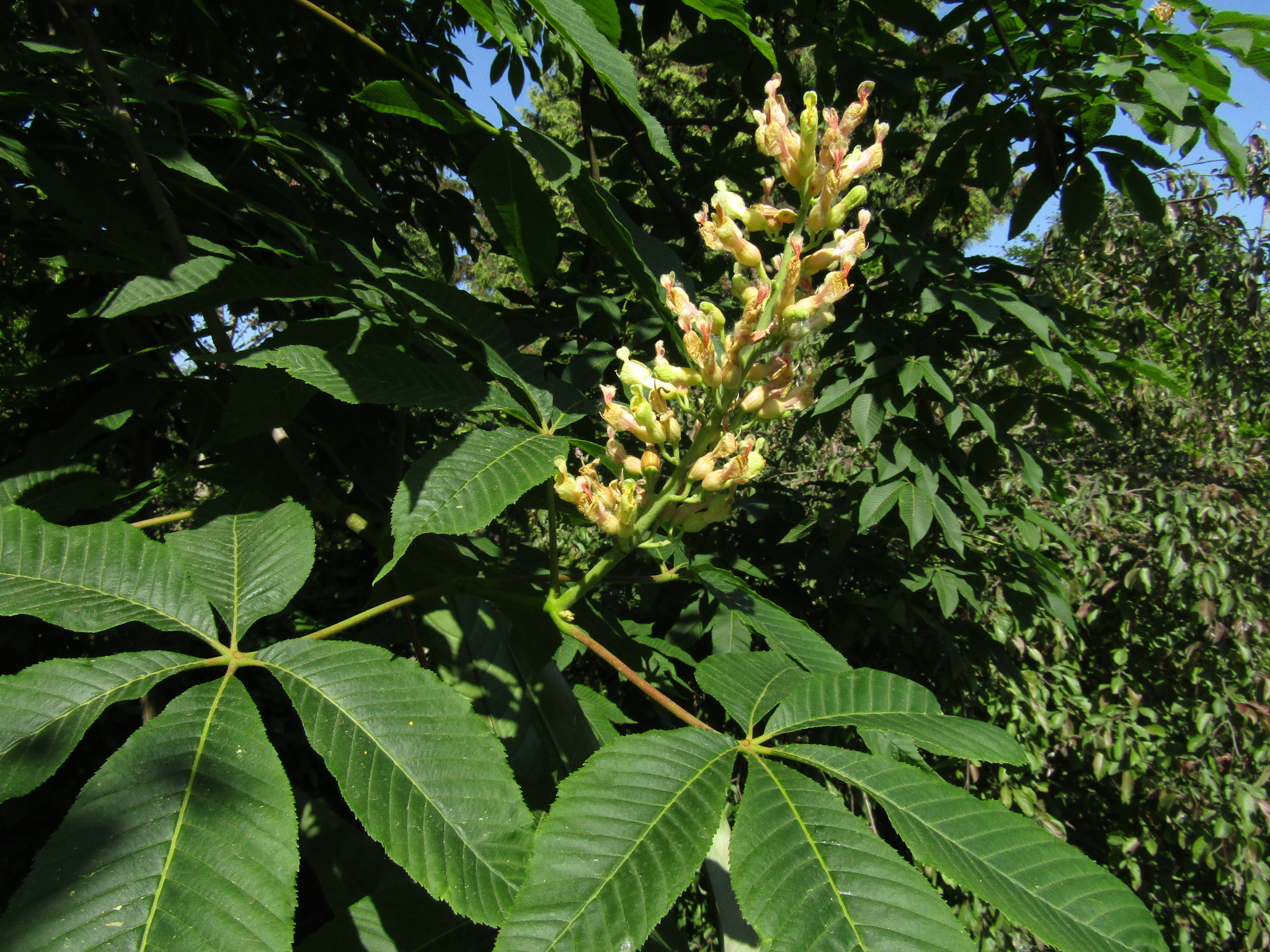 Aesculus X neglecta