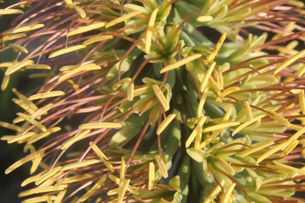 Agave albomarginata  iNaturalist