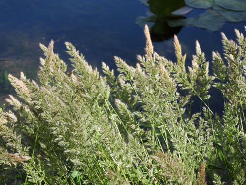 Polypogon fugax