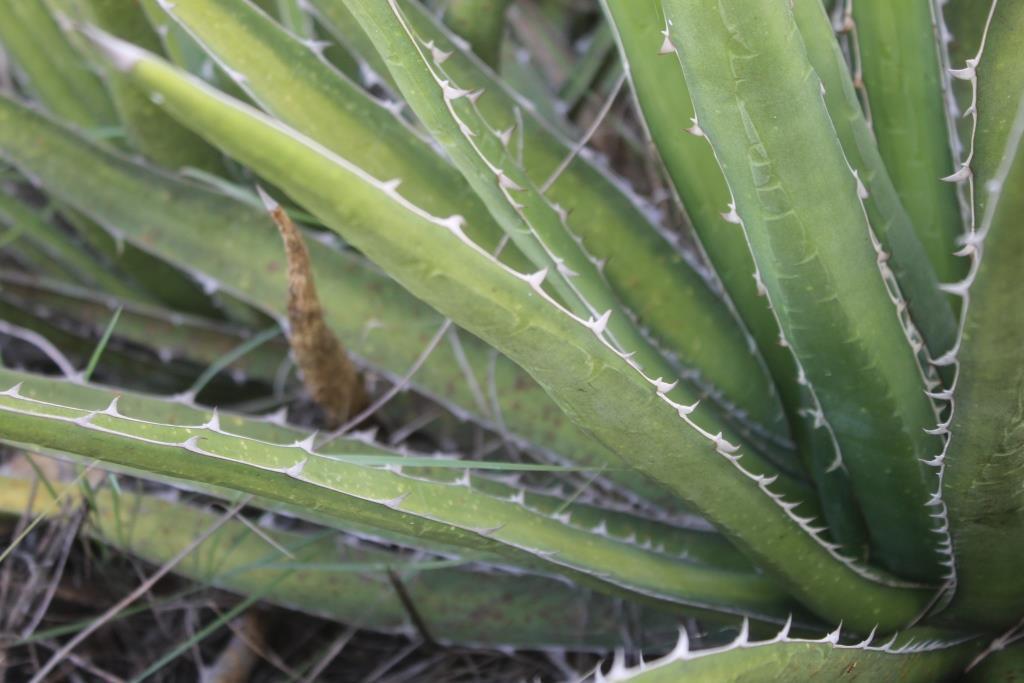 Agave albomarginata  iNaturalist