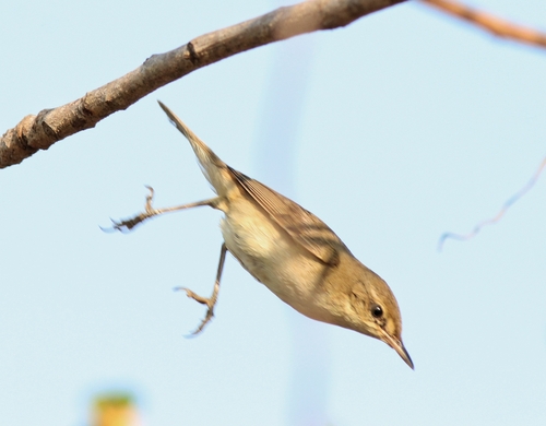Blyth's Reed Warbler (Acrocephalus dumetorum), photo 9