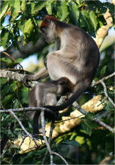 Piliocolobus tephrosceles