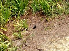 Hypolimnas bolina nerina