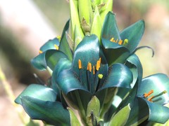 Puya × berteroniana