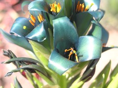 Puya × berteroniana