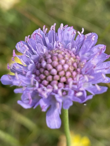 Small Scabious