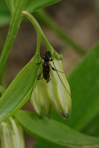 Polygonatum × desoulavyi iNat (2)