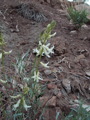 Astragalus lonchocarpus