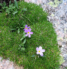Primula angustifolia
