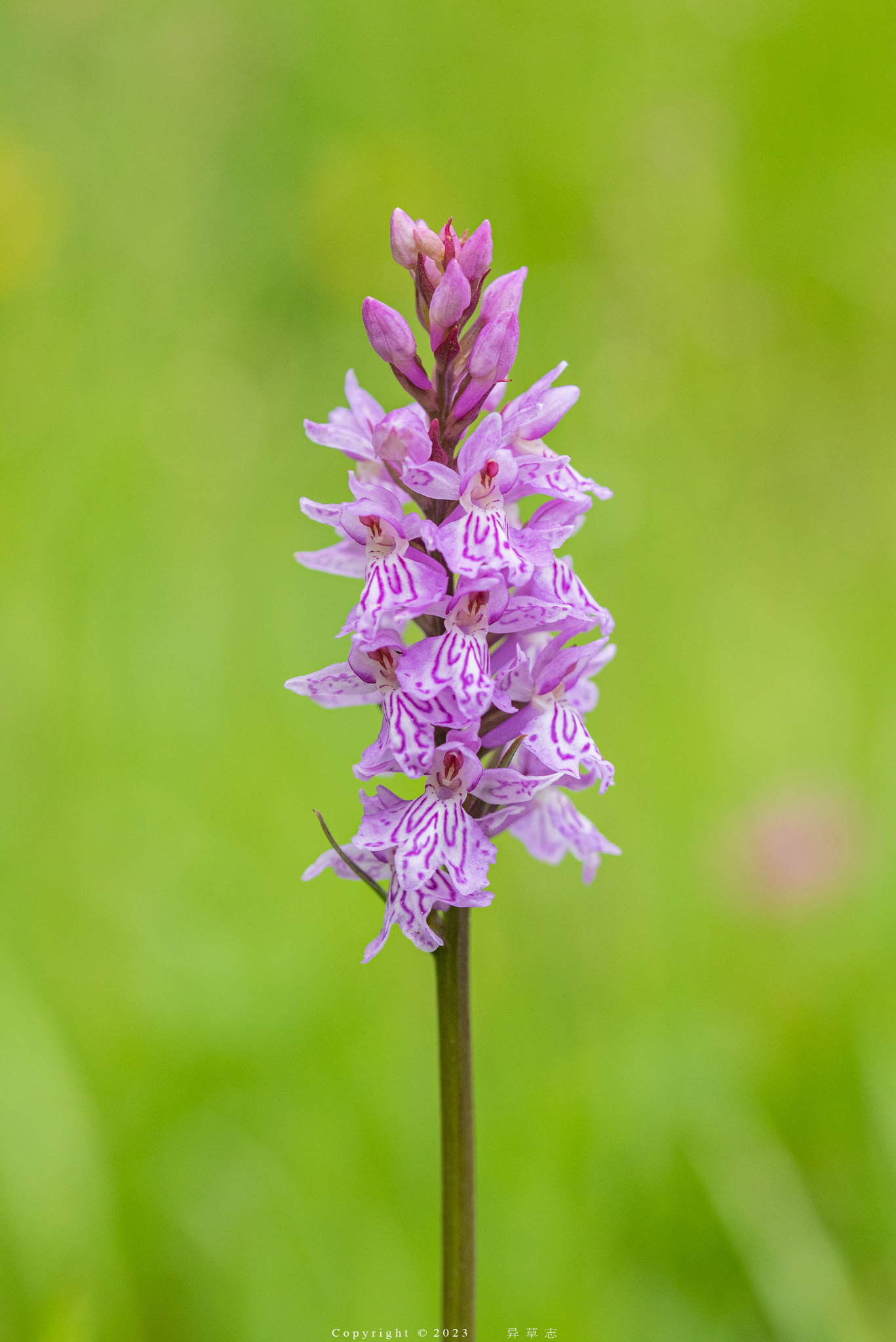 Common Spotted Orchid (Dactylorhiza fuchsii) · iNaturalist