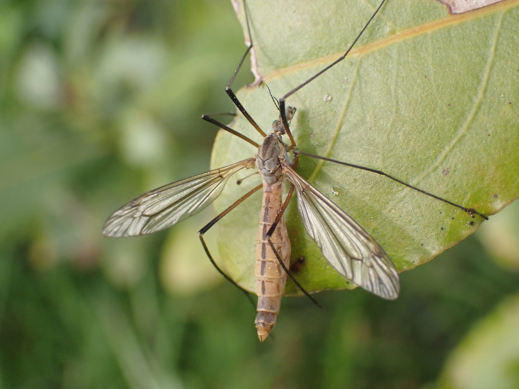 Tipula mellea species group