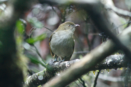 Prionodura newtoniana