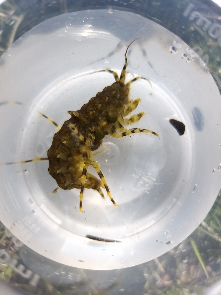 Pallaseidae