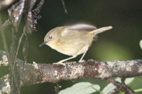 Atherton Scrubwren (Sericornis keri), photo 5