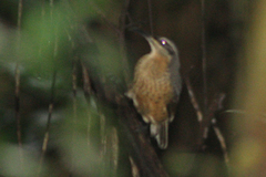 Ptiloris victoriae