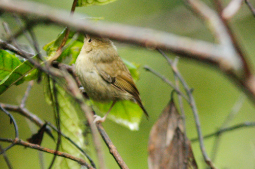 Atherton Scrubwren (Sericornis keri), photo 6