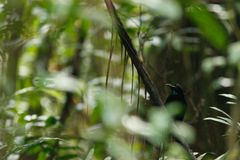 Ptiloris victoriae