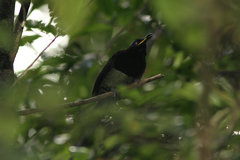Ptiloris victoriae