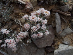 Eriogonum bicolor