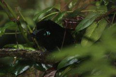 Ptiloris victoriae