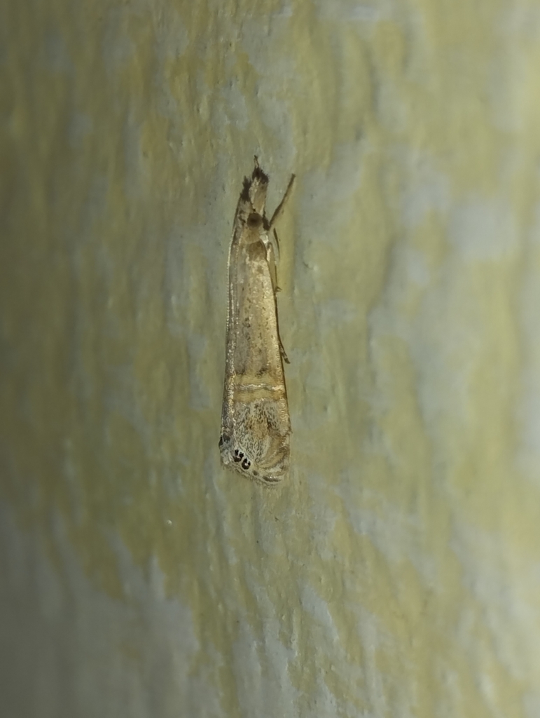 Euchromius gratiosellus