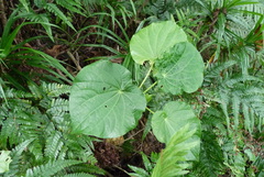Piper latifolium