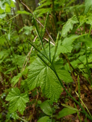 Cardamine oligosperma