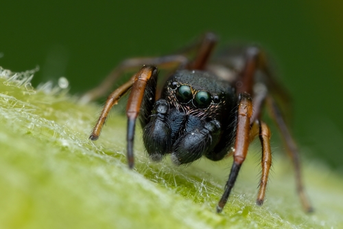 Leptorchestes berolinensis