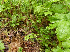 Cardamine oligosperma