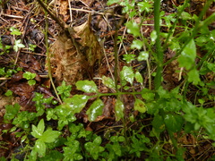 Cardamine oligosperma