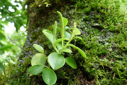 Peperomia marchionensis observed 2015-07-29