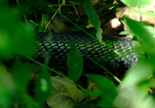Brown Forest Cobra