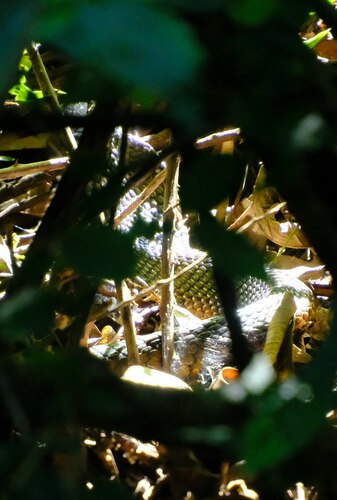 Brown Forest Cobra