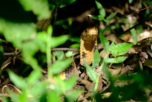 Brown Forest Cobra