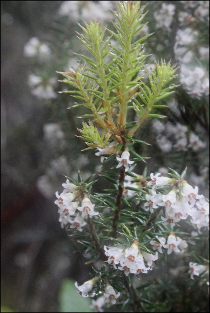 Leptecophylla