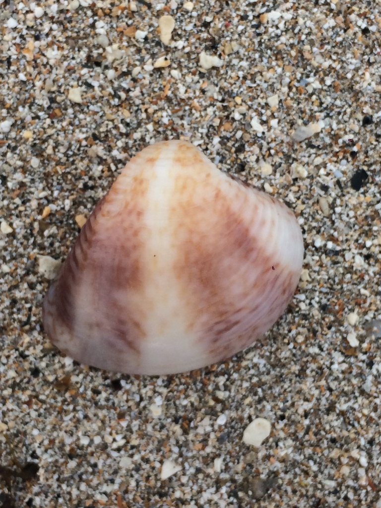 Carib Pointed Venus