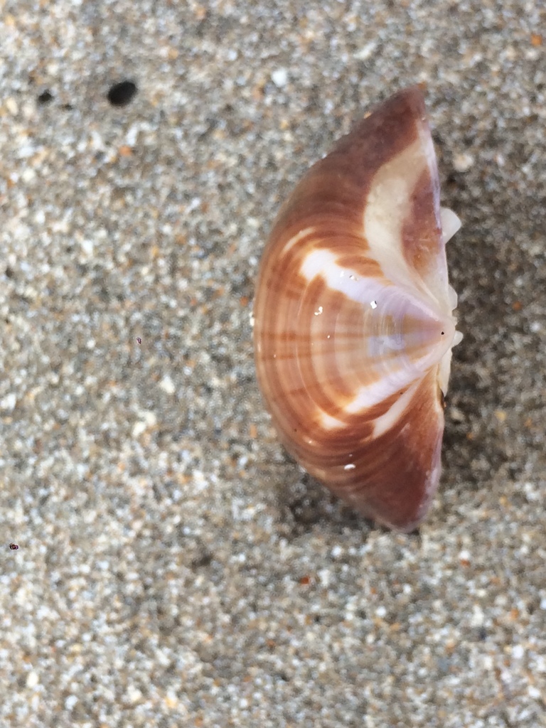 Trigonal Tivela