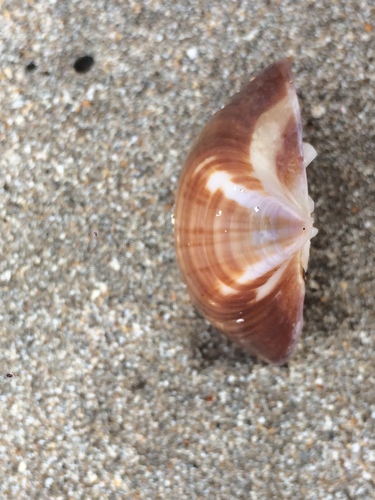 Trigonal Tivela