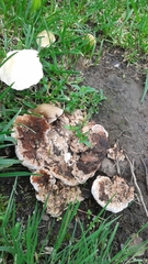 Abortiporus biennis image
