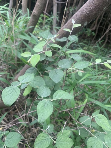 Gampi (Wikstroemia sikokiana)